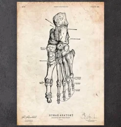 Fuß Anatomie | Codex Anatomicus Outlet