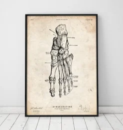 Fuß Anatomie | Codex Anatomicus Outlet