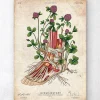 Fuß Anatomie - Floral | Codex Anatomicus New