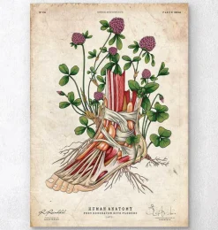 Fuß Anatomie - Floral | Codex Anatomicus New