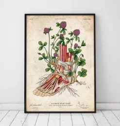 Fuß Anatomie - Floral | Codex Anatomicus New