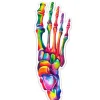 Fuß Anatomie Aufkleber - Aquarell | Codex Anatomicus Sale