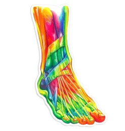Fuß Anatomie Aufkleber II - Aquarell | Codex Anatomicus Online
