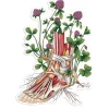 Fuß Anatomie Aufkleber II - Floral | Codex Anatomicus Clearance