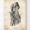 Fuß Anatomie Kunstdruck | Codex Anatomicus Sale