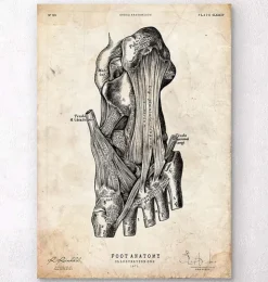 Fuß Anatomie Kunstdruck | Codex Anatomicus Sale