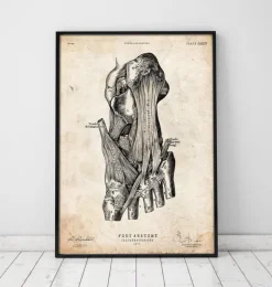 Fuß Anatomie Kunstdruck | Codex Anatomicus Sale