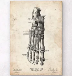 Fuß Anatomie Kunstdruck II | Codex Anatomicus Discount