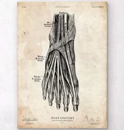 Fuß Anatomie Kunstdruck III | Codex Anatomicus Discount