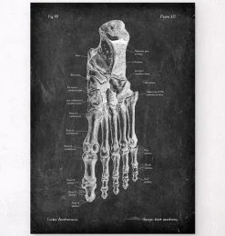 Fußanatomie - Chalkboard | Codex Anatomicus Fashion