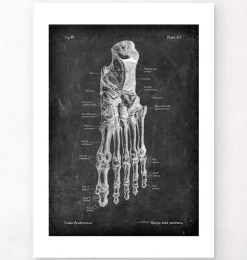 Fußanatomie - Chalkboard | Codex Anatomicus Fashion