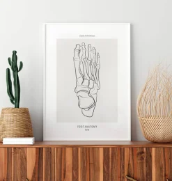 Fußskelett - Line-Art | Codex Anatomicus Clearance