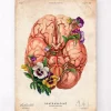 Gehirn Anatomie - Blumen - Altes Papier | Codex Anatomicus Online