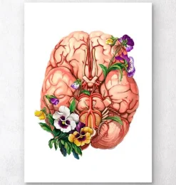 Gehirn Anatomie - Floral | Codex Anatomicus Online