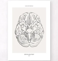 Gehirn Anatomie - Line-Art | Codex Anatomicus Clearance