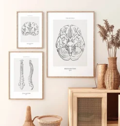 Gehirn Anatomie - Line-Art | Codex Anatomicus Clearance