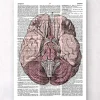 Gehirn Anatomie - Wörterbuch | Codex Anatomicus Discount