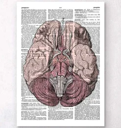 Gehirn Anatomie - Wörterbuch | Codex Anatomicus Discount