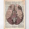 Gehirn Anatomie- Altes Wörterbuch | Codex Anatomicus Discount