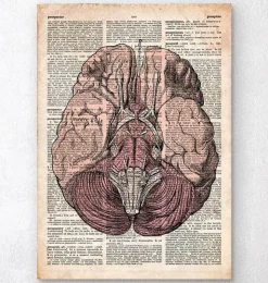Gehirn Anatomie- Altes Wörterbuch | Codex Anatomicus Discount