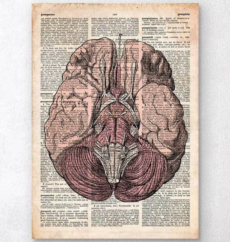 Gehirn Anatomie- Altes Wörterbuch | Codex Anatomicus Discount
