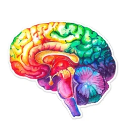 Gehirn Anatomie Aufkleber - Aquarell | Codex Anatomicus Online