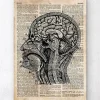 Gehirn anatomie I - Altes WörterbucH | Codex Anatomicus Online