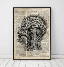 Gehirn anatomie I - Altes WörterbucH | Codex Anatomicus Online