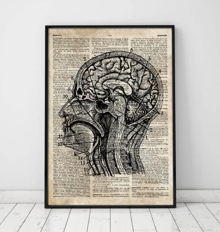 Gehirn anatomie I - Altes WörterbucH | Codex Anatomicus Online