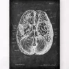 Gehirn Anatomie I - Chalkboard | Codex Anatomicus Discount