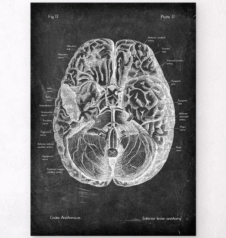 Gehirn Anatomie I - Chalkboard | Codex Anatomicus Discount