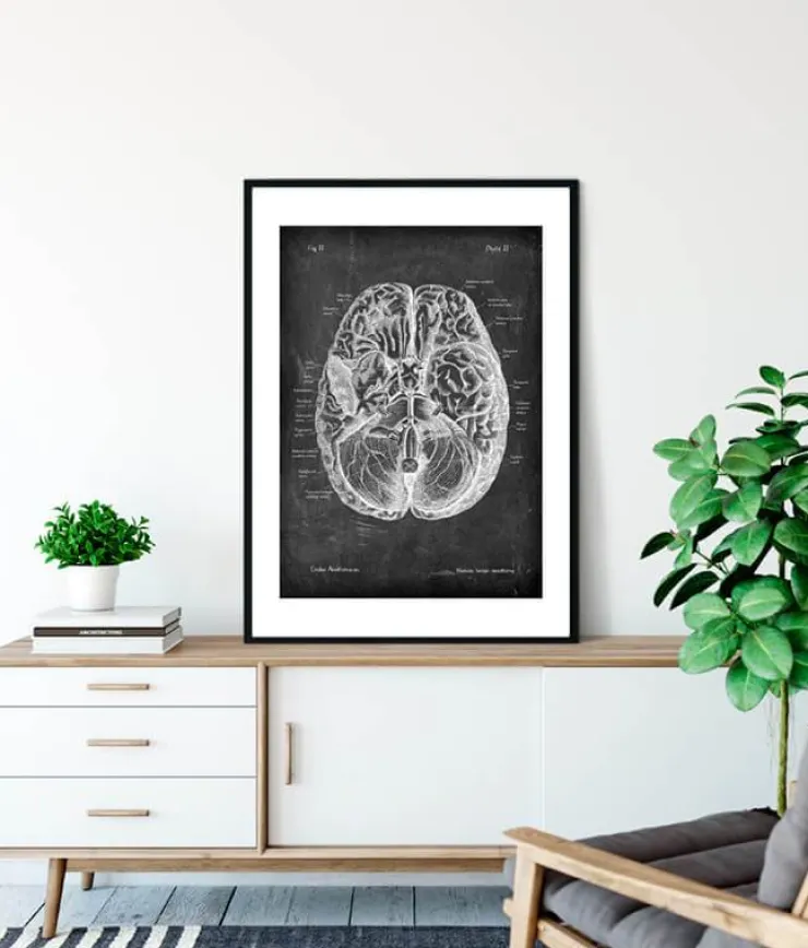 Gehirn Anatomie I - Chalkboard | Codex Anatomicus Discount