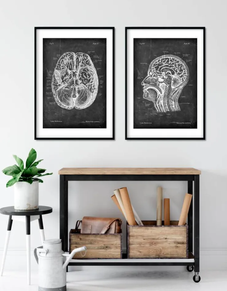 Gehirn Anatomie I - Chalkboard | Codex Anatomicus Discount