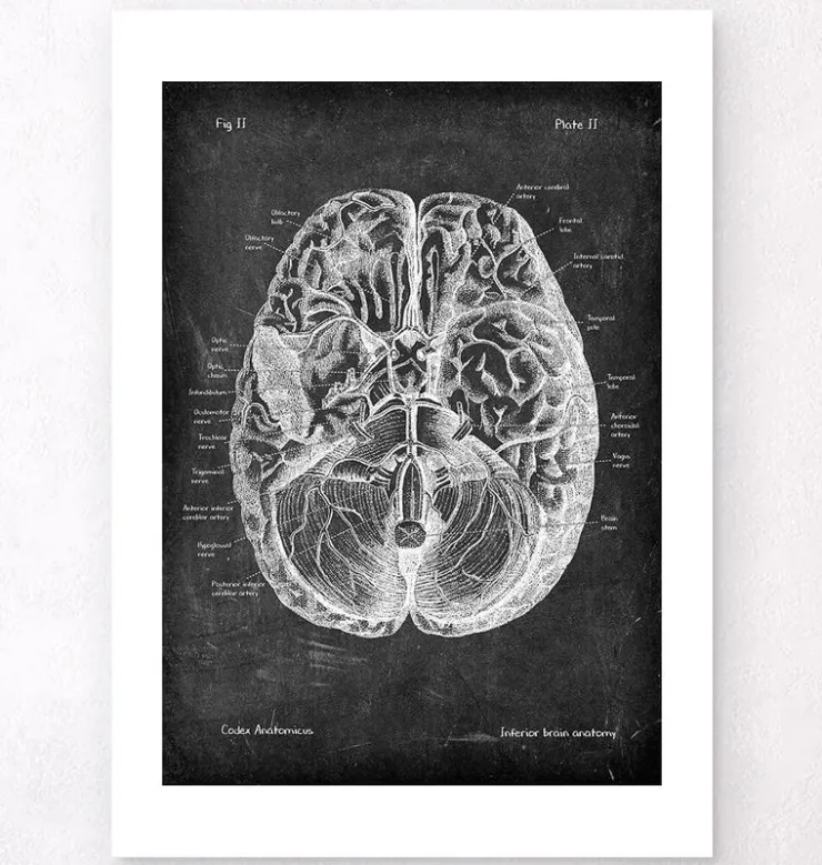 Gehirn Anatomie I - Chalkboard | Codex Anatomicus Discount