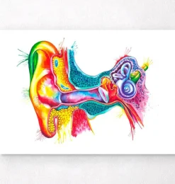 Gehirn Anatomie II - Aquarell | Codex Anatomicus Hot