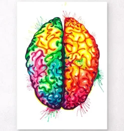 Gehirn Anatomie II - Aquarell | Codex Anatomicus Clearance