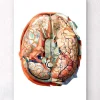 Gehirn Anatomie II - Geometrisch | Codex Anatomicus Online