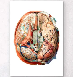 Gehirn Anatomie II - Geometrisch | Codex Anatomicus Online