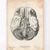 Gehirn Anatomie III | Codex Anatomicus Outlet