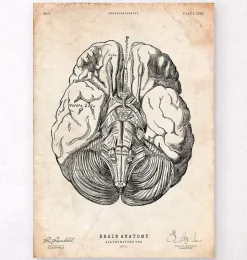 Gehirn Anatomie III | Codex Anatomicus Outlet