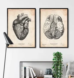 Gehirn Anatomie III | Codex Anatomicus Outlet
