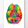 Gehirn Anatomie III - Aquarell | Codex Anatomicus Discount