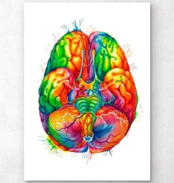 Gehirn Anatomie III - Aquarell | Codex Anatomicus Discount