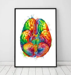 Gehirn Anatomie III - Aquarell | Codex Anatomicus Discount