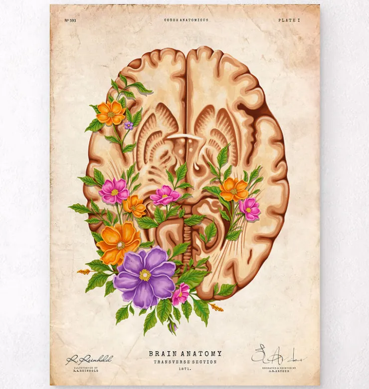 Gehirn Anatomie III - Floral - Vintage | Codex Anatomicus Hot