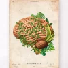Gehirn Anatomie IV - Floral - Vintage | Codex Anatomicus Online