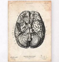 Gehirn Anatomie VI | Codex Anatomicus Best