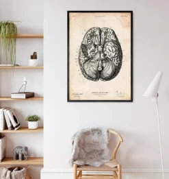 Gehirn Anatomie VI | Codex Anatomicus Best