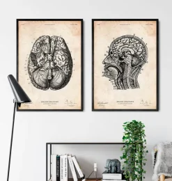 Gehirn Anatomie VI | Codex Anatomicus Best