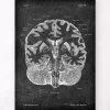 Gehirn im Schnitt - Chalkboard | Codex Anatomicus Fashion